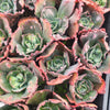 Echeveria 'Bumps' (Bump leaf )