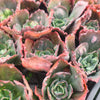 Echeveria 'Bumps' (Bump leaf )