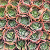 Echeveria 'Bumps' (Bump leaf )