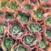 Echeveria 'Bumps' (Bump leaf )