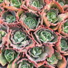 Echeveria 'Bumps' (Bump leaf )