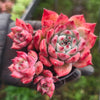 Echeveria colorata f. lindsayana