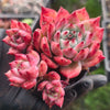 Echeveria colorata f. lindsayana