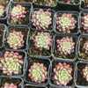 Echeveria subcorymbosa Juxtlahuaca (030 Giant Form)