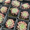 Echeveria subcorymbosa Juxtlahuaca (030 Giant Form)