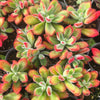 Echeveria pulvinata 'Ruby Blush'