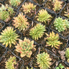 Echeveria agavoides 'Corderoyi' f. cristata (Japanese Form)