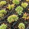 Echeveria agavoides 'Corderoyi' f. cristata (Japanese Form)