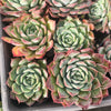 Echeveria 'Hyalina Surprise'