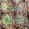 Echeveria 'Hyalina Surprise'