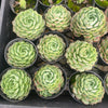 Echeveria 'Red Hole'