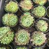 Echeveria 'Red Hole'