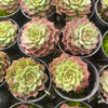 Echeveria 'Mohican' - Korea Form