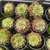 Echeveria 'Mohican' - Korea Form