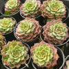 Echeveria 'Mohican' - Korea Form