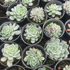 Echeveria 'Anna'