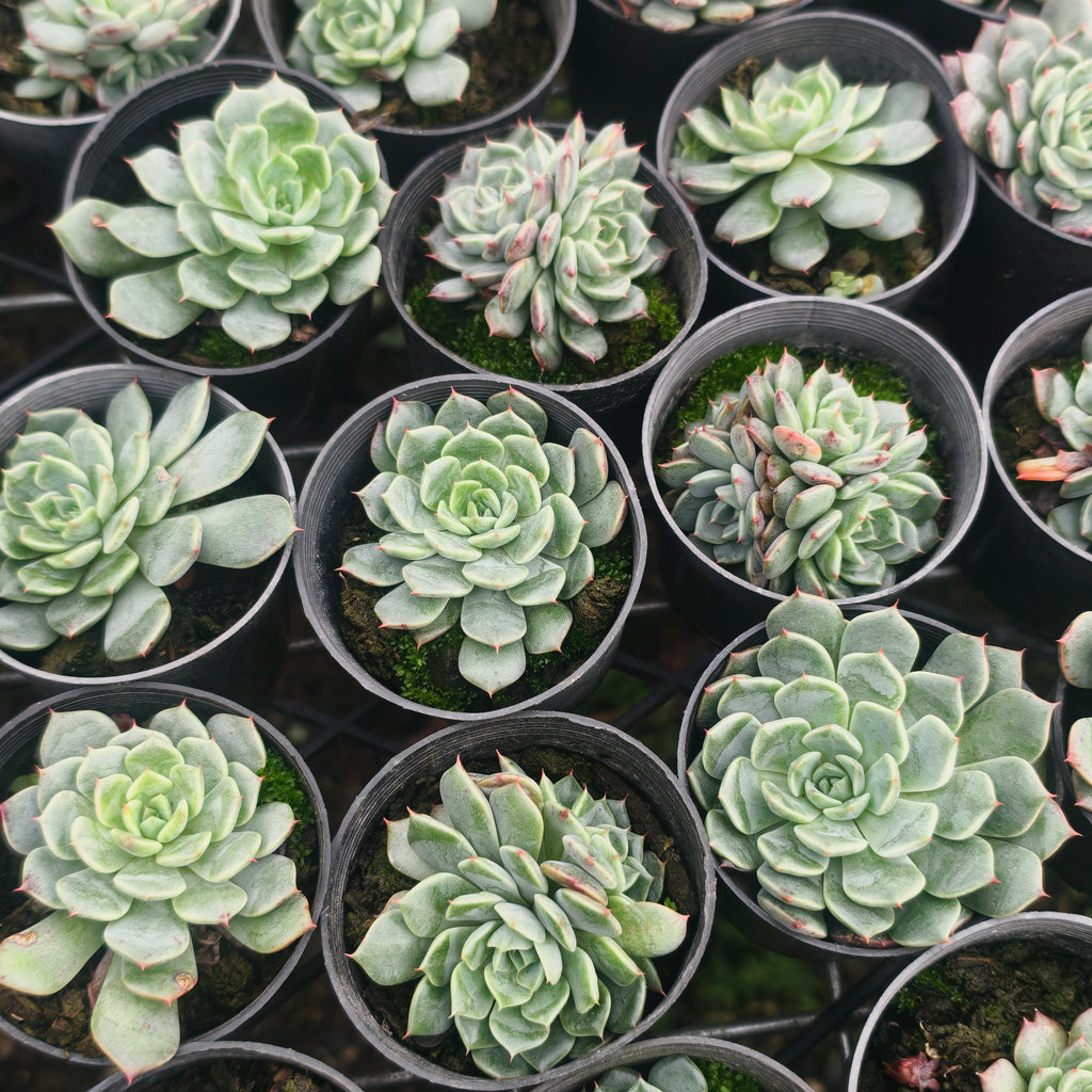 Echeveria 'Anna'