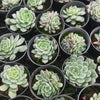 Echeveria 'Anna'