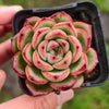 Echeveria agavoides 'Mont Blanc'