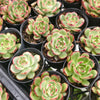 Echeveria agavoides 'Mont Blanc'