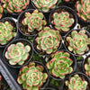 Echeveria agavoides 'Mont Blanc'