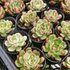 Echeveria agavoides 'Mont Blanc'