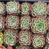 Echeveria poldensis 'Kevin'