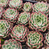 Echeveria poldensis 'Kevin'