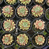 Echeveria Zaragoza 'Rosa'