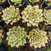 Echeveria Valeera variegata