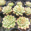 Echeveria Valeera variegata