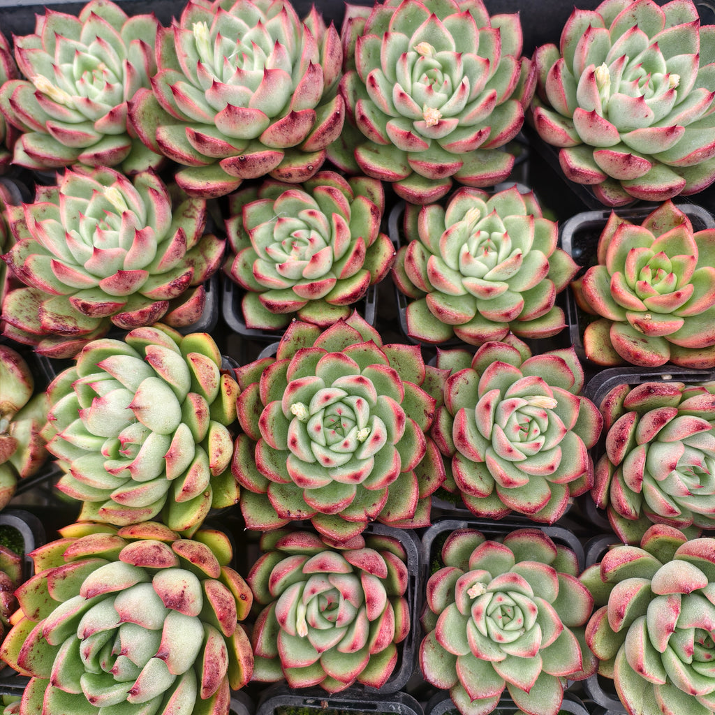 Echeveria 'Spanish Rose'