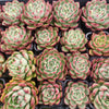 Echeveria 'Spanish Rose'