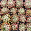 Echeveria 'Spanish Rose'