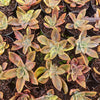 Graptoveria 'Fred Ives Variegata'