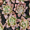 Echeveria 'Another Time'