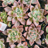 Echeveria 'Another Time'