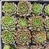Echeveria ‘White Neptune'