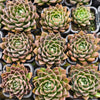 Echeveria ‘White Neptune'