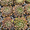 Echeveria ‘White Neptune'
