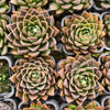 Echeveria ‘White Neptune'