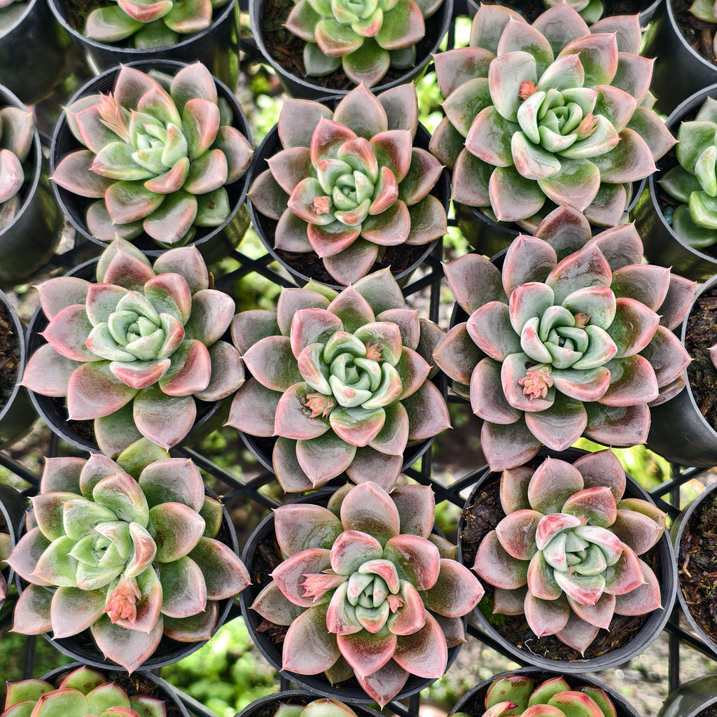 Echeveria 'Another Time'