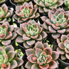 Echeveria 'Another Time'