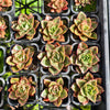 Echeveria 'Green smile'