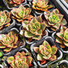 Echeveria 'Green smile'