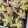 Graptoveria 'Fred Ives Variegata'