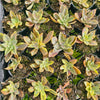Graptoveria 'Fred Ives Variegata'
