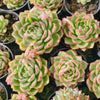 Echeveria agavoides 'Jade Rose'