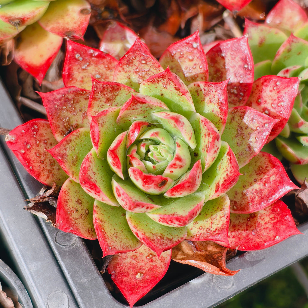 Echeveria obsidian