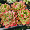 Echeveria obsidian